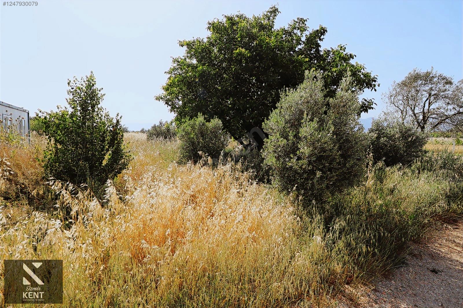 Fotoğraf