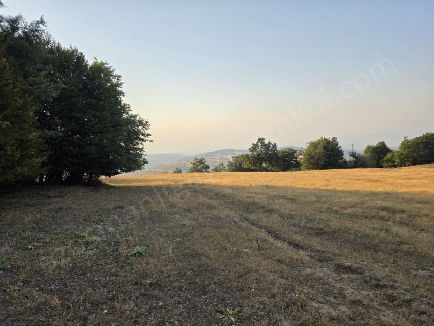 Fotoğraf
