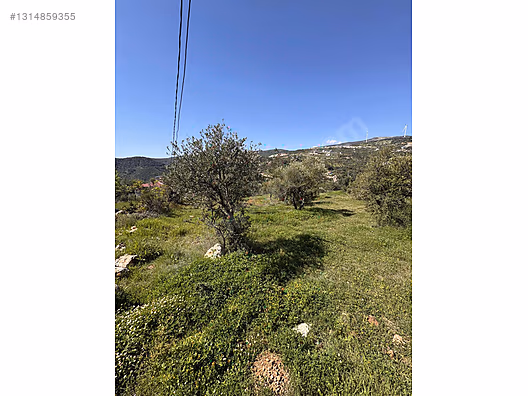PANORAMİK MANZARALI YATIRIMLIK ZEYTİNLİK