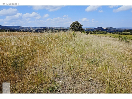 ÇANAKKALE BAYRAMİÇ MURATLAR KÖYÜ 45.000 m2 TARLA