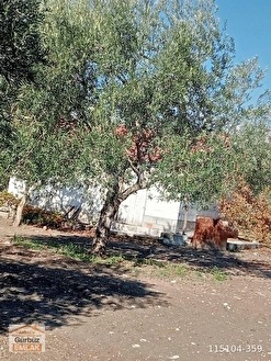 Fotoğraf