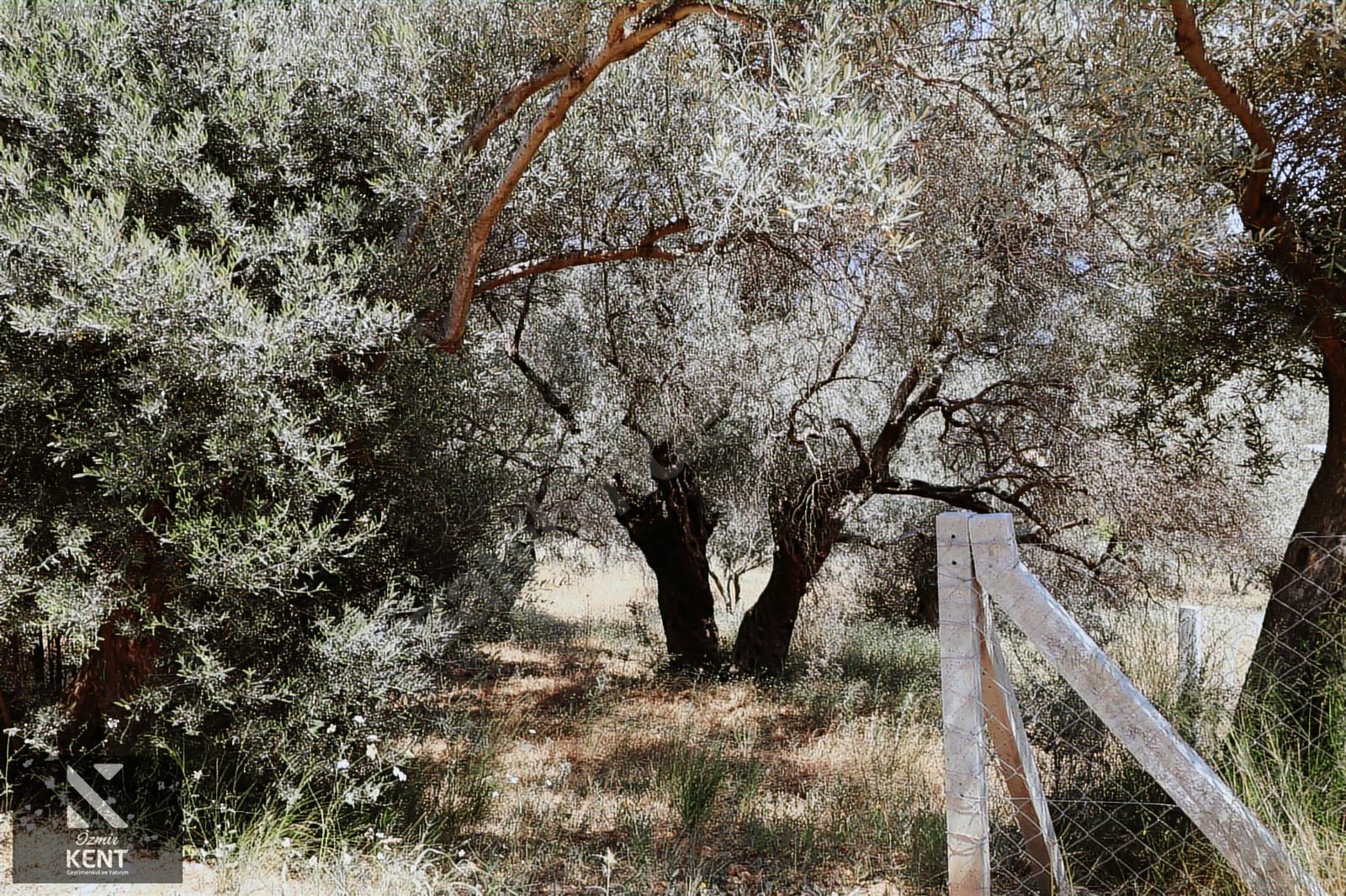 Fotoğraf