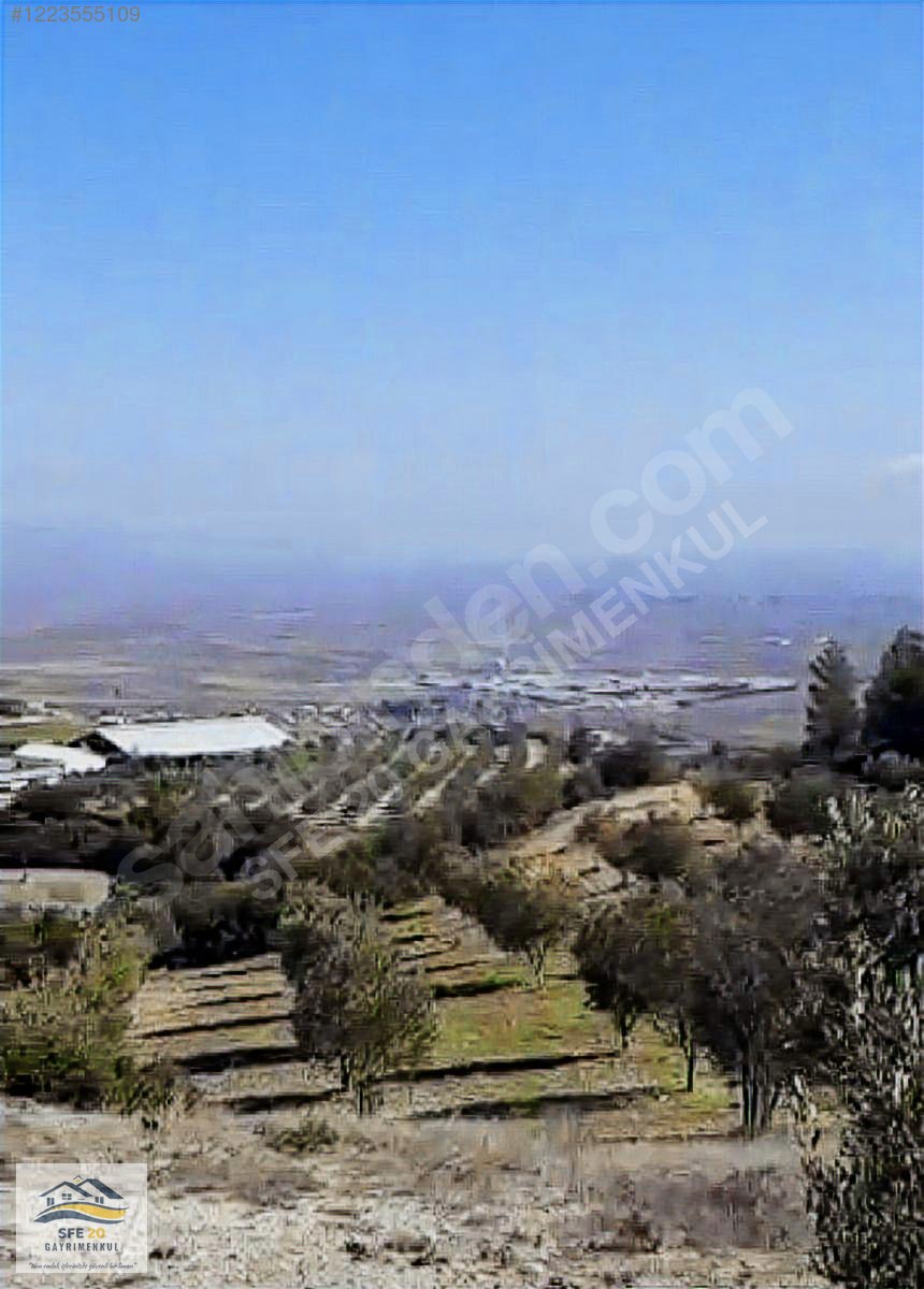 DENİZLİ SARAYKÖY'DE 5 DÖNÜME YAKIN SATILIK ZEYTİNLİK