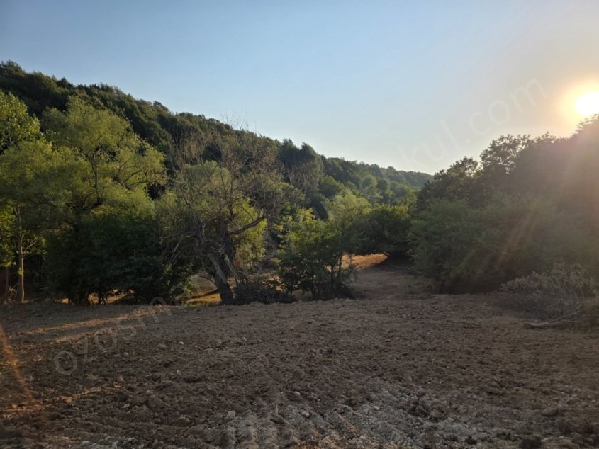 Fotoğraf