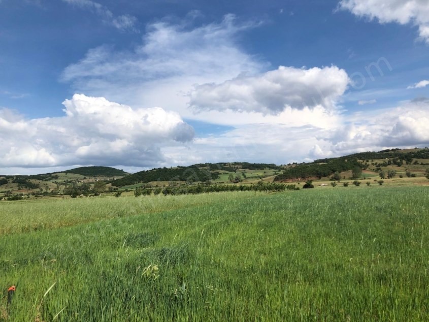 Fotoğraf