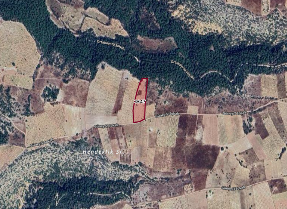 Fotoğraf