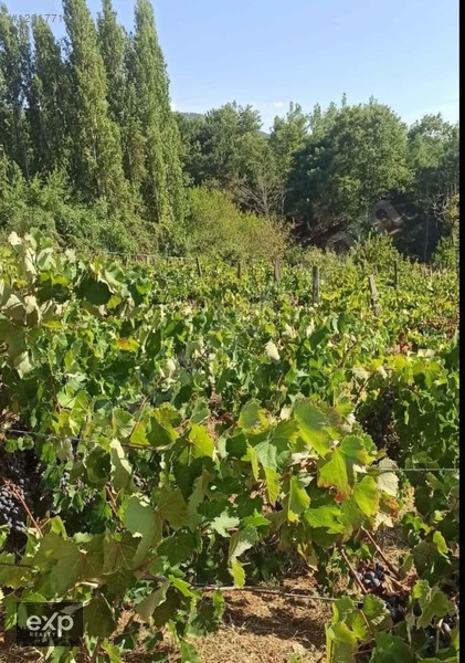 Bayındır Sarıyurt Yaylasında 3.875 m2 Satılık Üzüm Bağı