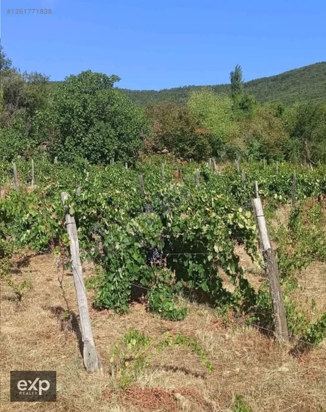 Bayındır Sarıyurt Yaylasında 3.875 m2 Satılık Üzüm Bağı