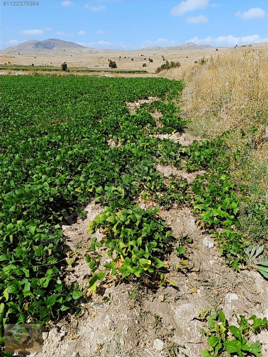 ihtiyaçtan satılık burdur kemer belenlide sınırsız sulamal tarla