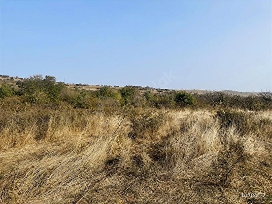 Fotoğraf
