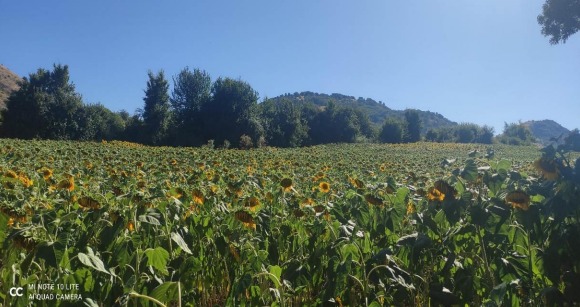 Fotoğraf