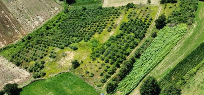 SAKARYA ADAPAZARI BÜYÜKHATAPLI KÖYÜNDE 9.361 M² TARLA  SATILIKTIR