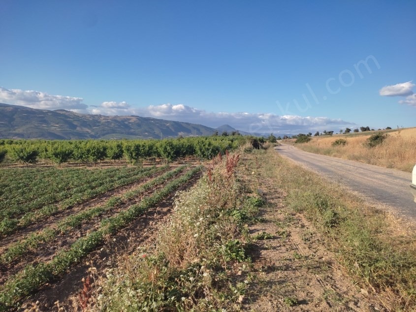 Fotoğraf