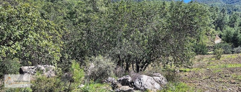 İlan Fotoğrafı