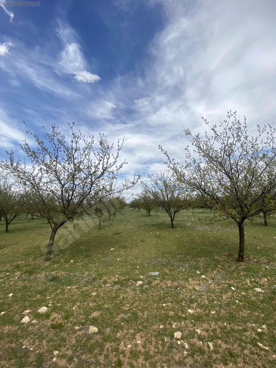 İlan Fotoğrafı