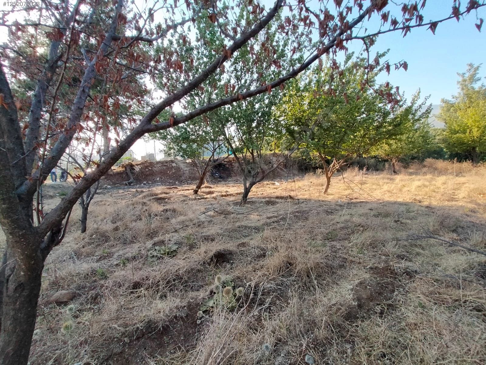 Fotoğraf