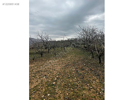 Fotoğraf