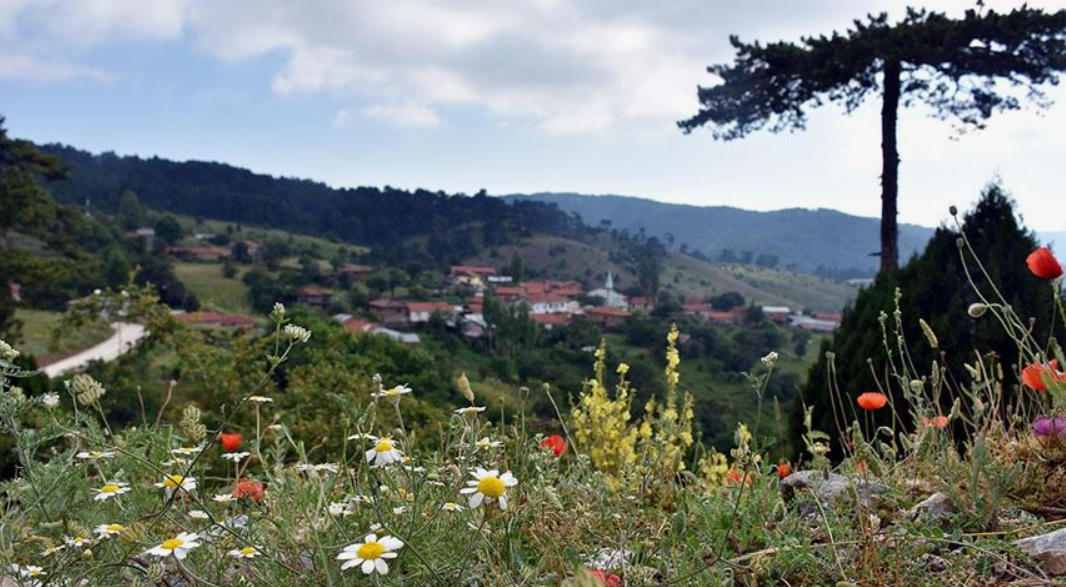 BİLECİK BOZÜYÜK CAMİİYAYLA KÖYÜNDE 4.300 M² TARLA SATILIKTIR