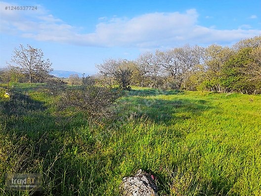 BOZÜYÜK SÖĞÜT ASFALT YOLA CEPHELİ TARLA