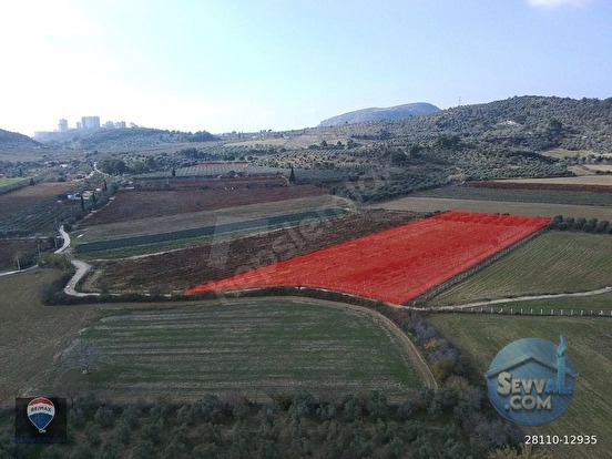 Kuşadası Değirmendere’de Satılık 12.400 m² Bağ, Zeytin ve Ceviz Bahçesi