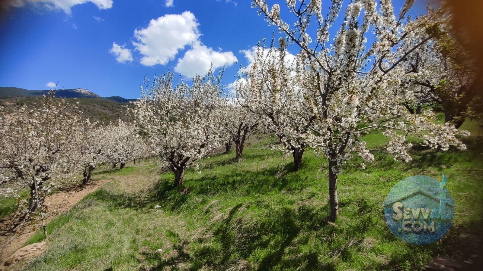 Satılık Meyve Bahçesi Kiraz, Ceviz, Vişne Ağaçlı, Yola Cepheli