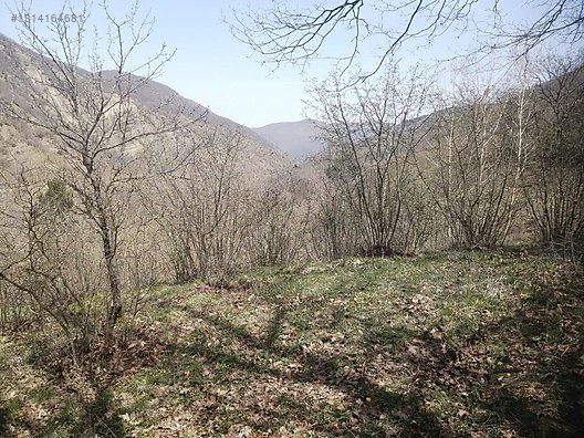TAŞKESTİ EMLAKTAN DEREKÖYDE 2231 m2 FINDIK BAHÇESİ