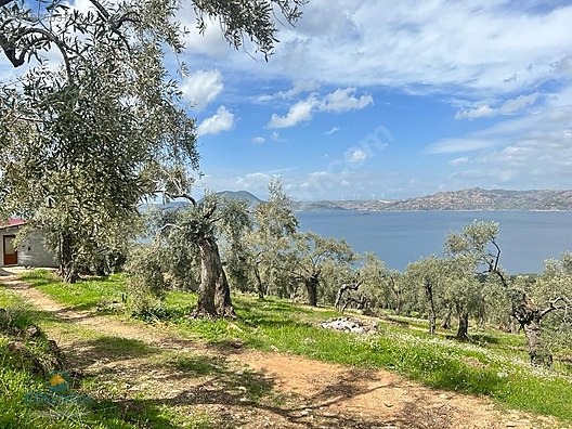 MUGLA MİLAS KARAHAYIT KOYUNDE ASFALTA SİFİR ZEYTİNLİK BAKİMLİ