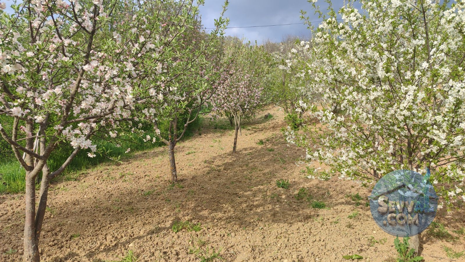 Satılık 579m² Meyve Bahçesi (Kütahya/Şaphane Karaağıl Mah.)