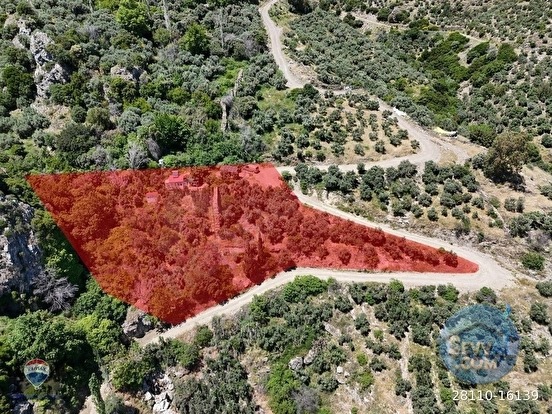 GÜLLÜBAHÇE MEVKİİ SATILIK ZEYTİNLİK-DEĞİRMEN VE HARIMI