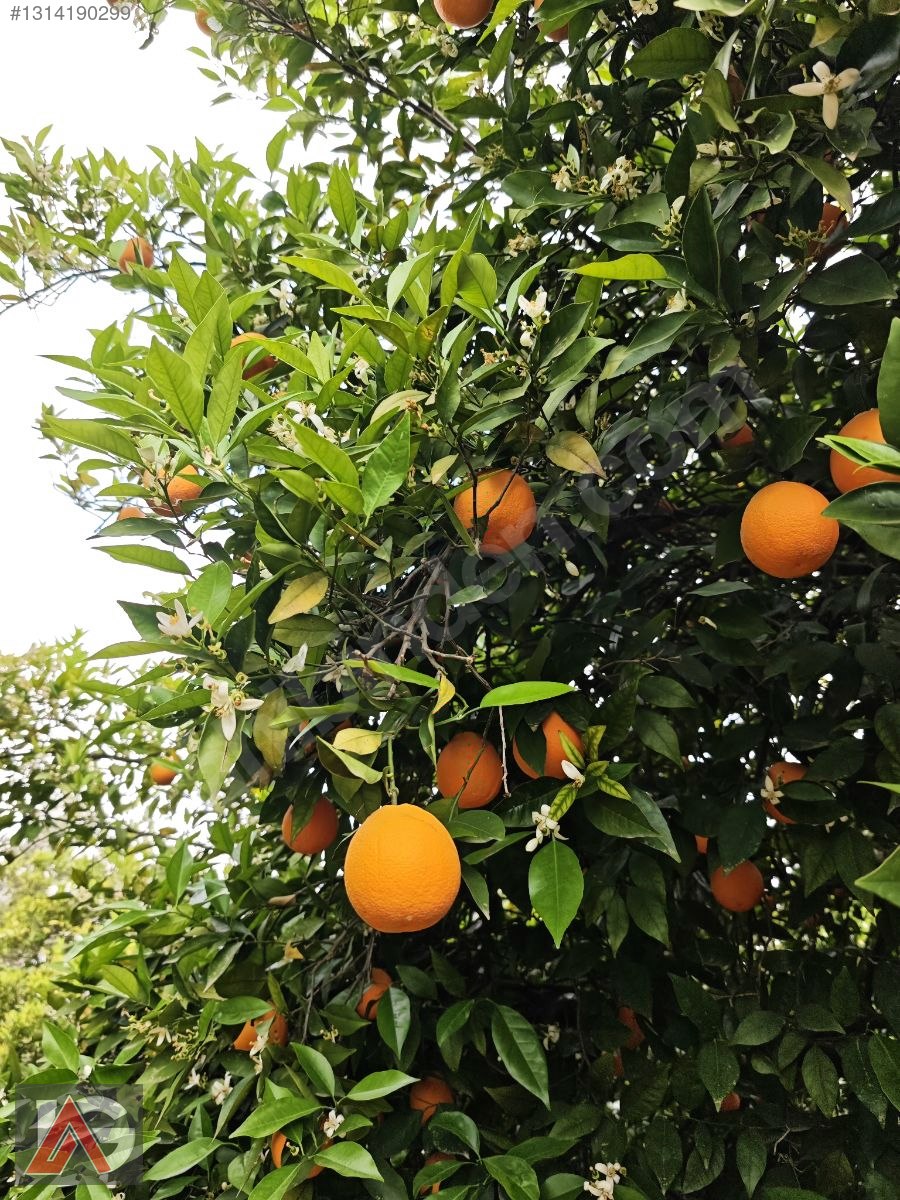 Kemer Kuzderede Yatırımlık & Verimli 15 Dönüm Narenciye Bahçesi