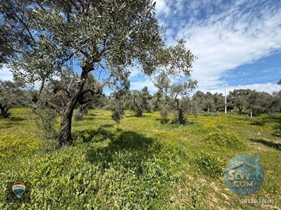 ŞEHIR MERKEZINE YAKIN 6381 M² SATILIK TARLA