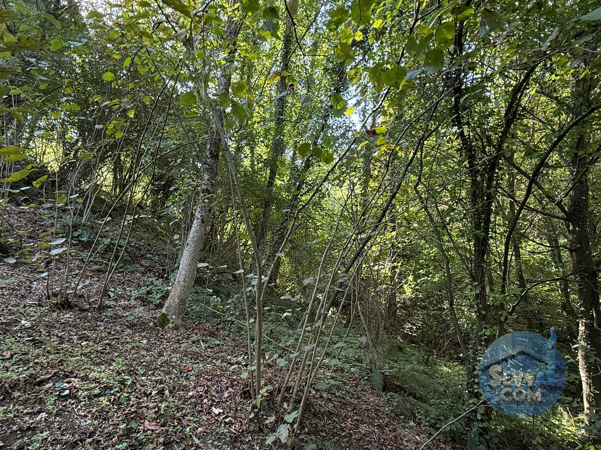 ZONGULDAK EREĞLİ ARTIKLAR  KÖYÜNDE  611 M² FINDIK BAHÇESİ SATILIKTIR