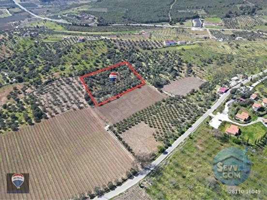SATILIK KUŞADASI/ÇINARKÖY DE ZEYTIN VE INCIR AĞACI DIKILI BAĞ-BAHÇE