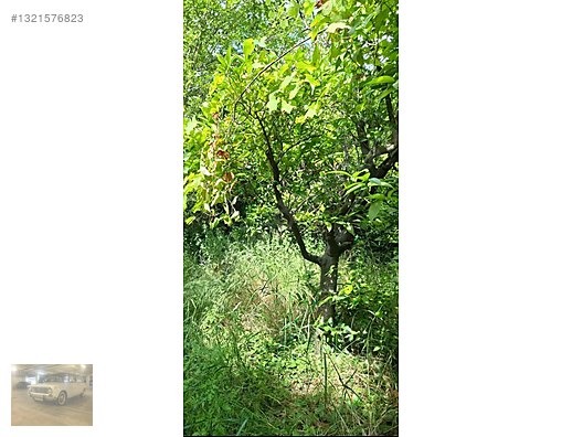 TEK TAPU SU KENARI PORTAKAL BAHÇESİ